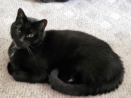 Perfection in the form of a kitty, Jun 2025